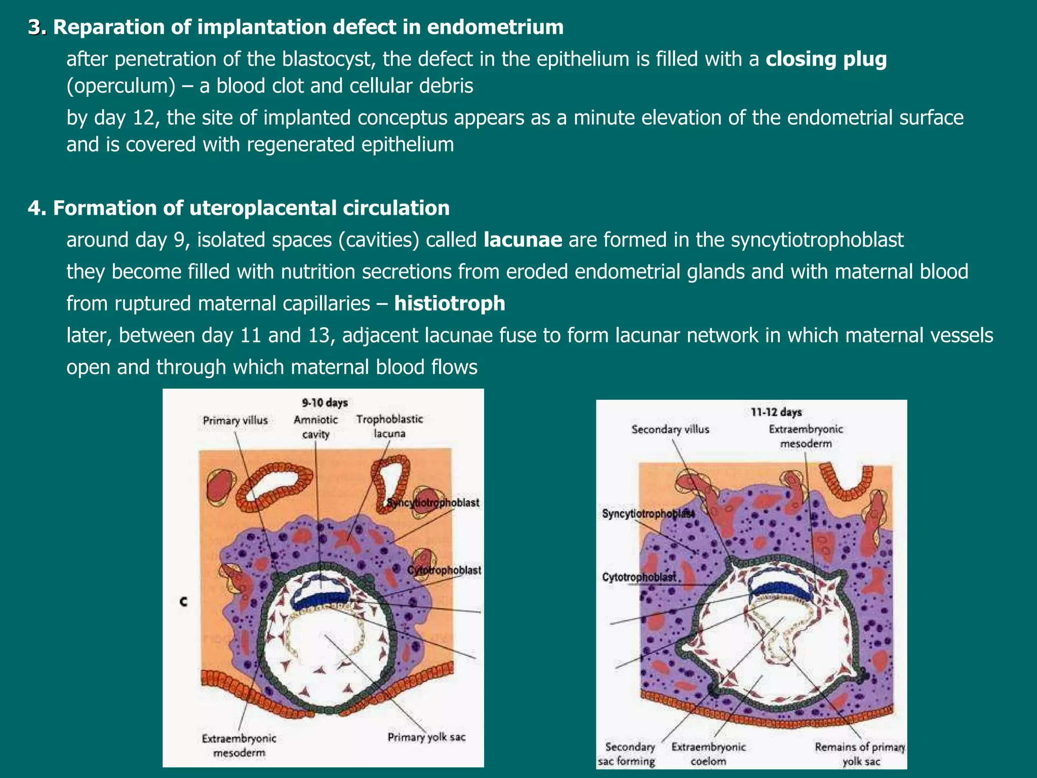 3.   Reparation of implantation defect in endometrium after penetration of  the blastocyst, the defect in the epithelium is filled with a  closing plug  (operculum)  –  a blood clot and cellular debris b y day 12, the site of implanted conceptus appears as a minute elevation of the endometrial surface  and is covered with  regenerated epithelium 4. Formation of uteroplacental circulation around  day 9, isolated spaces (cavities) called  lacunae   are formed  in the syncytiotrophoblast they  become filled with nutrition secretions from eroded endometrial glands and with maternal blood  from ruptured maternal capillaries  –   histiotroph later,   b etween day 11 and 13, adjacent lacunae fuse  to  form lacunar network in which maternal vessels open and through which maternal blood flows 