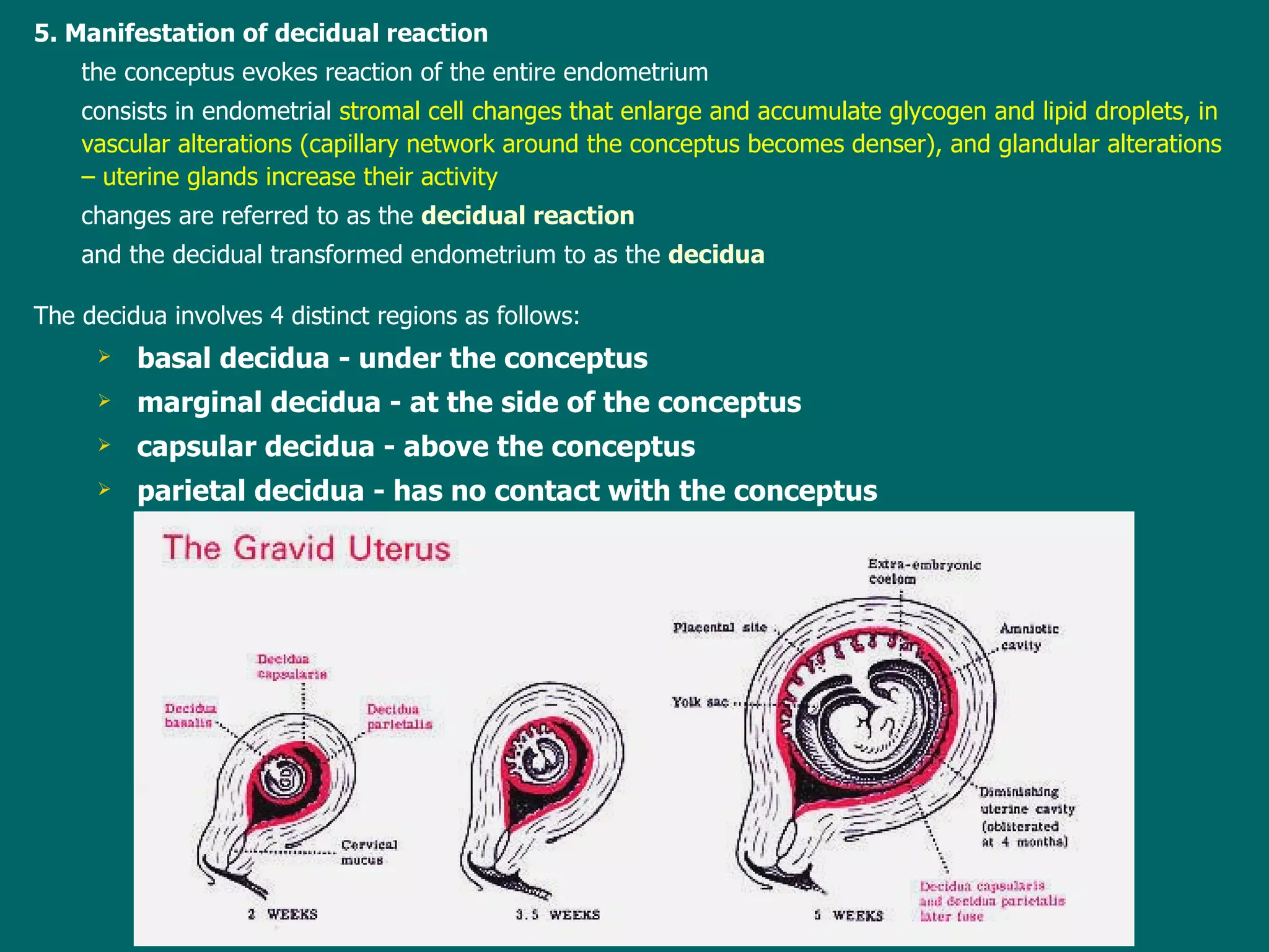 5. Manifestation of decidual reaction the  conceptus evokes reaction of the  entire  endometrium consists in endometrial  stromal cell changes  that  enlarge and accumulate glycogen and lipid droplets,  in  vascular alterations (capillary network around the conceptus becomes denser), and glandular alterations  – uterine  glands increase their activity changes are referred to as the  decidual reaction   and  the  decidual transformed endometrium to as  the   decidua The decidua involves 4 distinct regions as follows: basal decidua - under the conceptus marginal decidua - at the side of the conceptus capsular decidua - above the conceptus parietal decidua - has no contact with the conceptus 