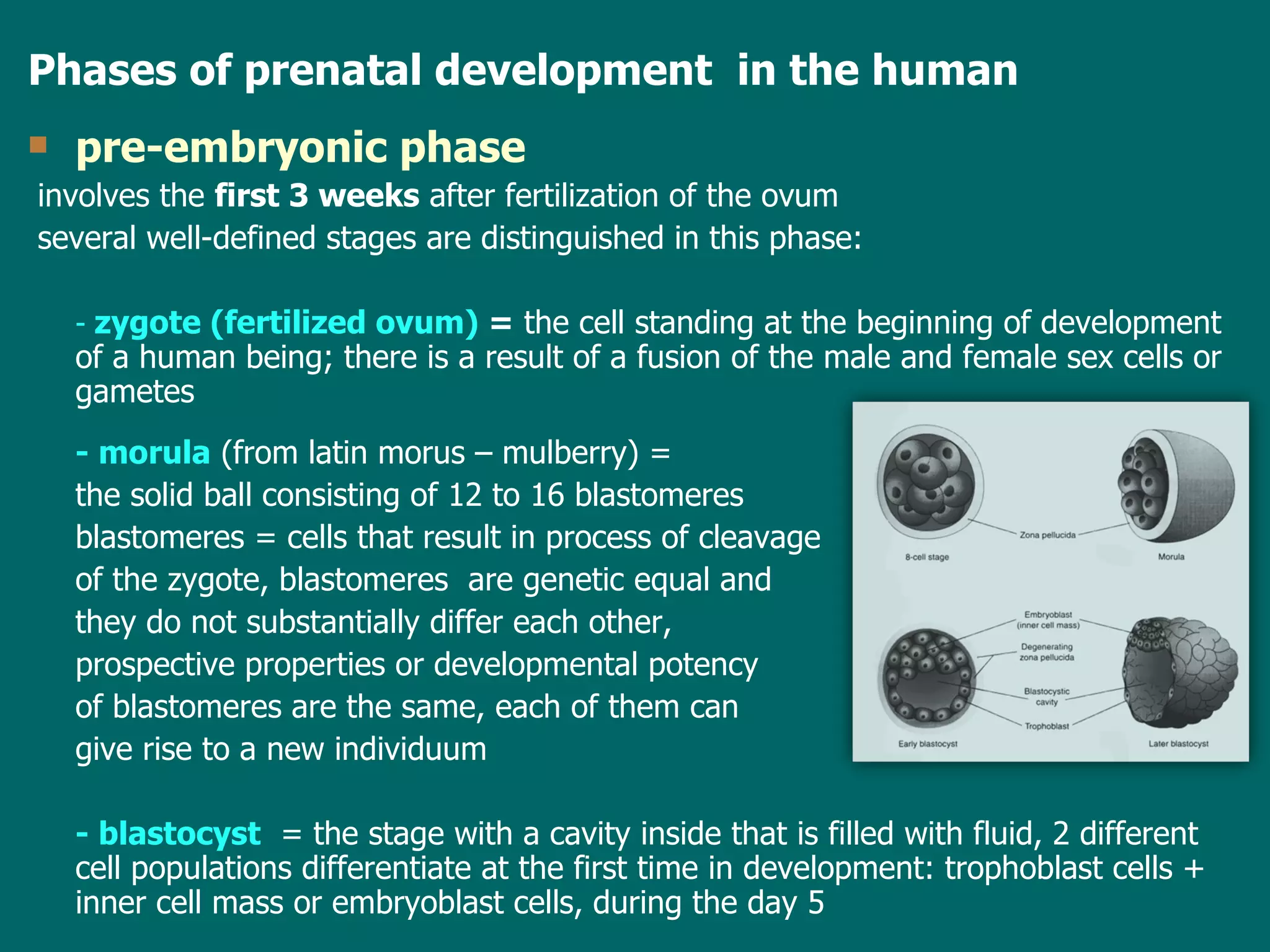 Phases of  prenatal development  in the human pre-embryonic phase   involves  the  first 3 weeks  after fertilization  of the ovum several well-defined stages are distinguished in this phase: -  zygote (fertilized ovum)   =  the cell standing at the beginning of  development of  a human being; there is a result of a fusion of the male and female sex cells or gametes - morula   ( from latin morus – mulberry ) =   the solid ball consisting of 12 to 16 blastomeres  blastomeres = cells that result in process of cleavage  of the zygote , b lastomeres  are  genetic equal  and   they do not substantially differ each other ,  prospective properties  or  developmental potency   of blastomeres are the same, each of them can  give rise to a new individuum - blastocyst   =  the stage with a cavity inside that is filled with fluid ,  2 different cell populations  differentiate  at the first time  in development : trophoblast cells + inner cell mass or embryoblast cells , during the day 5 