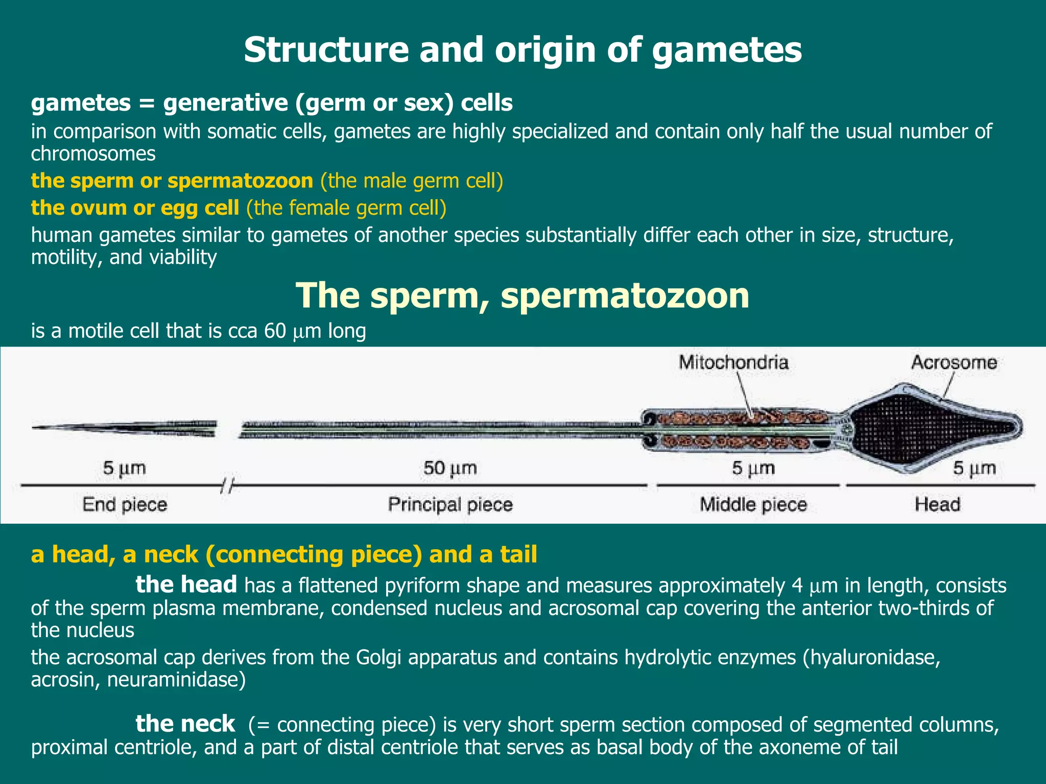 S tructure and origin of gametes g ametes  =  generative (germ or sex) cells i n comparison with somatic cells, gametes are highly specialized and contain only half the usual number of chromosomes the sperm or spermatozoon  (the male germ cell) the ovum or egg cell  (the female germ cell) h uman gametes similar to gametes of another species substantially differ each other in size, structure, motility, and viability The sperm, spermatozoon is a motile cell that  is   cca  60   m  long a head, a neck  (connecting piece)  and a tail t he head  has a flattened pyriform shape and measures approximately 4   m in length ,  consists of the sperm plasma membrane, condensed nucleus and acrosomal cap covering the anterior two-thirds of the nucleus the  acrosomal cap derives from the Golgi apparatus  and  contains hydrolytic enzymes (hyaluronidase, acrosin, neuraminidase)  t he neck   (= connecting piece)  is  very short sperm section  composed of segmented columns, proximal centriole, and a part of distal centriole that serves as basal body of the axoneme of tail 