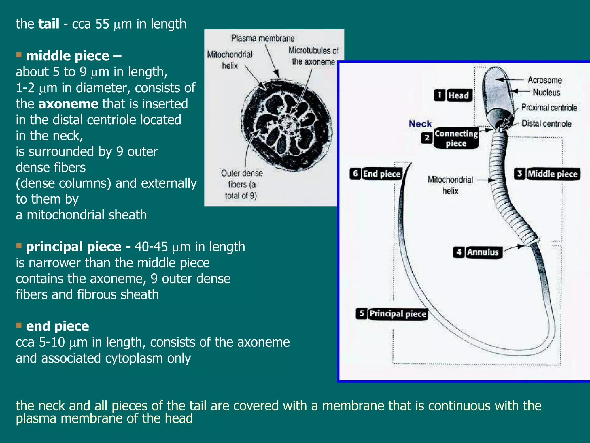 t he  tail   - cca  55   m in length  middle piece  –  about 5 to 9   m in length,  1-2   m in diameter ,  consists of the  axoneme  that is inserted in the distal centriole located  in the neck ,  is surrounded by 9 outer  dense fibers  (dense columns) and externally  to them by  a mitochondrial sheath principal piece  -  40-45   m in length is narrower than the middle piece contains  the axoneme, 9 outer dense  fibers and fibrous sheath end piece cca  5-10   m in length , consists of  the axoneme  and associated cytoplasm only t he neck and all pieces of the tail are covered with a membrane that is continuous with the plasma membrane of the head 