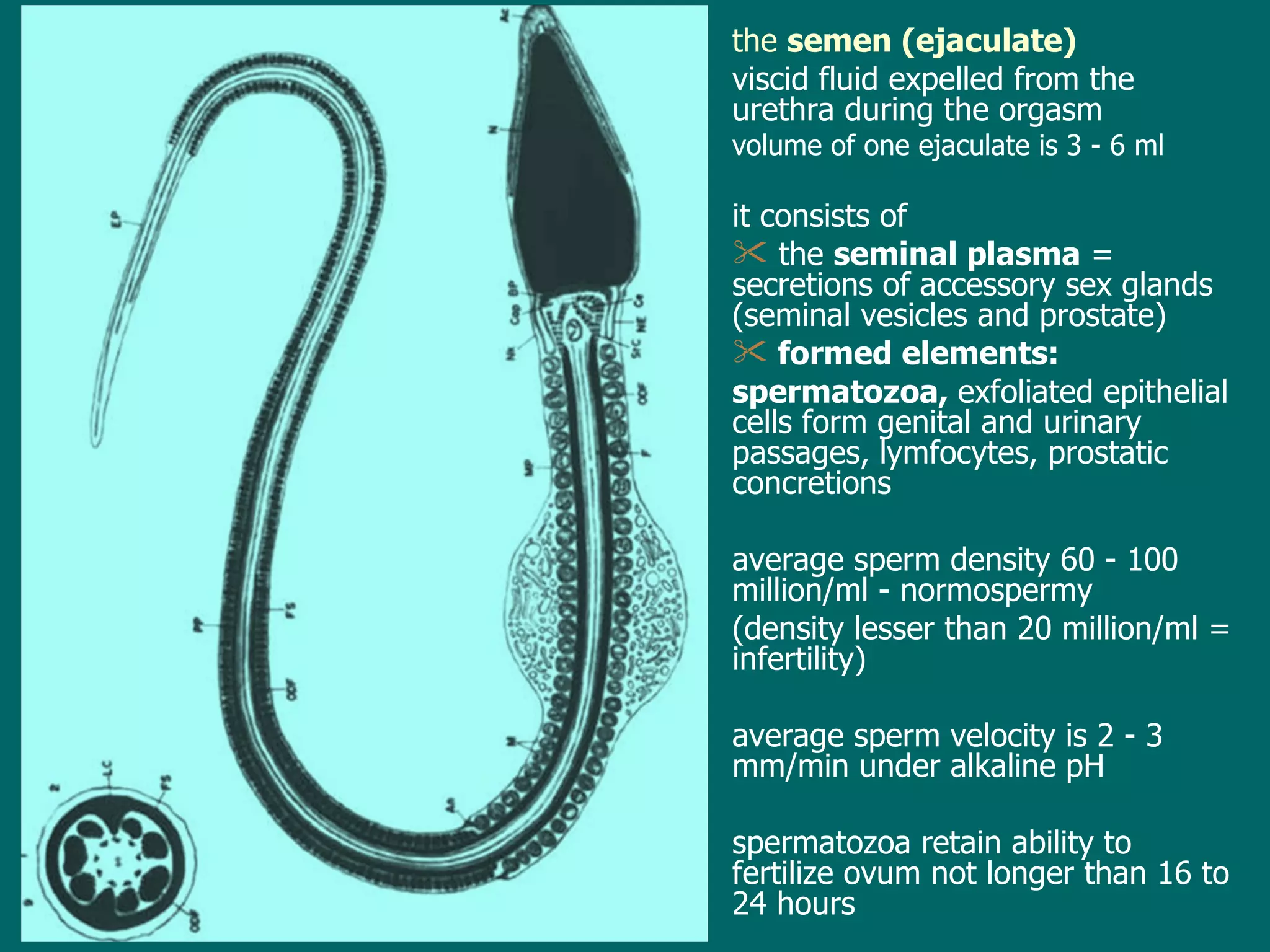 the  semen  ( ejaculate ) viscid fluid expelled from the urethra during the orgasm  volume of one ejaculate  is   3  - 6 ml  it consists of  the  seminal plasma  =  secretions of accessory sex glands (seminal vesicles and prostate) formed elements: spermatozoa,  exfoliated epithelial cells form genital and urinary passages, lymfocytes, prostatic concretions average sperm density  60 -  100 million/ml  - normospermy   (density lesser than 20 million/ml = infertility) average sperm velocity is 2 - 3 mm/min under alkaline pH spermatozoa retain ability to fertilize ovum not longer than 16 to 24 hours 