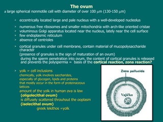 The ovum a  large spherical nonmotile cell  with  diameter of over 100   m (130-150   m) eccentrically located  large and pale nucleus with a well-developed nucleolus numerous f ree ribosomes and smaller mitochondria with arch-like oriented cristae  voluminous   Golgi apparatus located near the nucleus, lately near the cell surface few endoplasmic  reticulum  absence of  centrioles cortical granules under cell membrane ,  contain material of mucopolysaccharide character ( presence of  granules is the  sign of  maturation of an  ovum)  during the sperm penetration into ovum, the content of cortical granules is released  and prevents the polyspermia =  basis of the  cortical reaction, zona reaction? yolk = cell inclusions chemically, yolk involves saccharides,  especially of glycogen, lipids and proteins  that mostly occur in the form of proteinaceous  lattices amount of the yolk in human ova is low   (oligolecithal ovum)   is diffusely scattered throuhout the ooplasm   (isolecithal ovum)    greek le ki thos   =yolk 