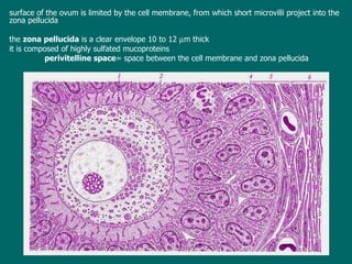 surface of the ovum is  limited by  the cell membrane, from which short microvilli project into the zona pellucida  the  zona pellucida  is a clear envelope 10 to 12   m thick it is composed of highly sulfated mucoproteins  perivitelline space =   space between the cell membrane and zona pellucida 