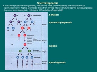 Spermatogenesis  =  m aturation process of male gametes ;  includes the series of events leading to transformation of  spermatogonia into haploid spermatids ; t hese then develop into ripe (mature) sperms by gradual process known as spermiogenesis ( =  histological differentiation of spermatids )     3 phases: s permiogenesis   meiosis s perm atocyt ogenesis   