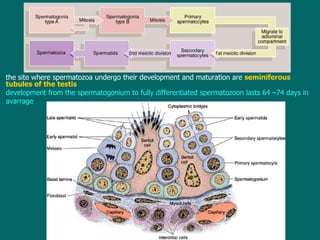 the site where spermatozoa undergo their development and maturation are  s eminiferous tubules of the testis development from the spermatogonium to fully differentiated spermatozoon lasts 64 –74 days in avarrage 