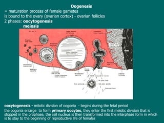 O ogenesis   = m aturation process of female gametes  is bound to the ovary  (ovarian cortex) - ovarian follicles 2 phases:  oocytogenesis   meiosis oocytogenesis -  mitotic division of oogonia  -  begins  during the fetal period  the oogonia enlarge  to form  primary oocytes , they enter the first meiotic division that is stopped in the prophase, the cell nucleus is then transformed into the interphase form in which is to stay to the beginning of reproductive life of females 