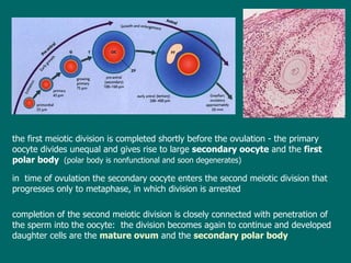 the first  meiotic  division is completed  s hortly before  the  ovulation  -  the primary oocyte divides unequal  and gives rise to  large  secondary oocyte  and  the  first polar body   ( polar body is nonfunctional and soon degenerates ) in  time of  ovulation the secondary oocyte enters the second meiotic division that progresses only to metaphase,  in which  division is arrested completion  of the second meiotic division  is closely connected with  penetration of the sperm into the oocyte:  the division becomes again to continue and developed  daughter  cells are the  mature ovum  and the  secondary polar body 