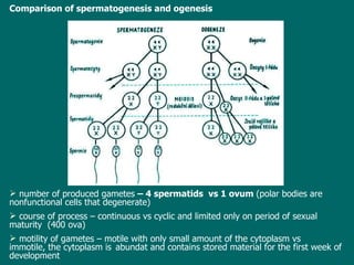 Comparison of spermatogenesis and  ogenesis   number of produced gametes  – 4 spermatids  vs 1 ovum  (polar bodies are nonfunctional cells that degenerate) course of process – continuous vs cyclic and limited only on period of sexual maturity  (400 ova) motility of gametes – motile with only small amount of the cytoplasm vs  immotile, the cytoplasm is  abundat and contains stored material for the first week of development 