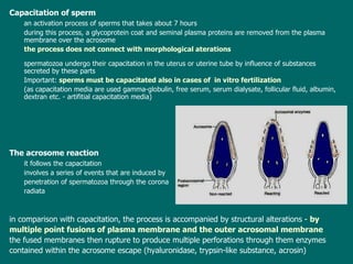 Capacitation of sperm an activation process of sperms that takes about 7 hours during  th is  process ,   a  glycoprotein coat and seminal plasma proteins  are  remov ed  from the plasma membrane over the acrosome t he process does not connect with   morphological  aterations s perm atozoa  undergo their capacitation in the uterus or uterine tube by influence of substances  secreted by these parts  Important:  s perms must be capacitated also in cases  of  in vitro fertilization   (as capacitation media are used gamma-globulin, free serum, serum dialysate, follicular fluid, albumin, dextran etc. - artifitial capacitation media) The acrosome reaction it  follows the capacitation  involves   a  se ries  of events that  are induced by   penetration  of sperm atozoa  through the corona radiata in  comparison with capacitation, the process is accompanied by structural  alterations -   by  multiple point fusions  of  plasma membrane and the outer acrosomal membrane t he fused membranes then rupture  to  produc e  multiple perforations through  them  enzymes   contained   within  the acrosome escape (hyaluronidase, trypsin-like substance, acrosin) 