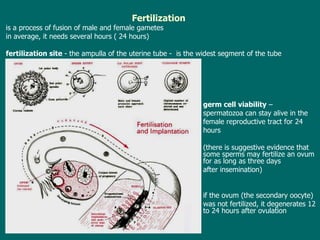 Fertilization is a process of fusion of male and female gametes in average, it needs several hours (  24 hours ) f ertilization site  - t he ampulla of the uterine tube  -   is the widest segment of the tube  germ cell viability  –  s permatozoa   can stay alive in the  female reproductive tract for 24  hours (there is suggestive evidence that some sperms may fertilize an ovum for as long as three days  after insemination) if  the ovum (the secondary oocyte) was  not fertilized , it  degenerates 12 to 24 hours after ovulation 