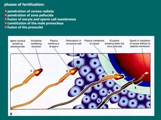 phases of fertilization: p enetration of corona   radiata p enetration of zon a  pellucida f usion of oocyte  and  sperm   cell   membranes c onstitution of th e  male pronucleus f usion of the pronuclei 