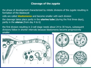 Cleavage of the zygote the phase of development  characterized by  mitotic division s  of the zygote  resulting in  formation  of  the blastocyst cells are  called  blastomeres  and become smaller with each division the  cleavage  takes place  partly in the  uterine tube  (during the first three days), partly in the  uterus  (from day 4 to 6) the  first division  resulting in  2-cell stage  needs  about 24 to 30 hours , s ubsequent divisions follow in shorter intervals  because  blastomeres become progressively smaller 