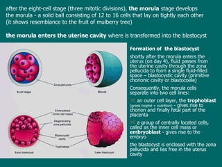 af ter  the eight-cell stage   ( three  mitotic  divisions ),   the  morula  stage develops the morula -  a solid ball  consisting of  12 to 16 cells  that lay on tightly each other (it shows resemblance to the fruit of mulberry tree) the morula enters the uterine cavity  where  is  transform ed  into the blastocyst Formation of  the b lastocyst shortly after the morula   enters the uterus (on day 4), fluid passes from the uterine cavity through the zona pellucida to form  a single  fluid-filled  space  – blastocystic cavity  (primitive chorionic cavity or blastocoele) Consequently, the morula cells separate into two cell lines: an outer cell layer, the  trophoblast   ( g reek trophé  =  nutrition)  - gives rise to chorion and finally fetal part of the placenta a group of centrally located cells, called as the inner cell mass or  embryoblast  - gives rise to the embryo t he blastocyst is en closed  with the zona pellucida and lies free in the uterus cavity 