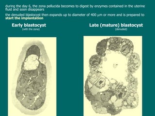 Early blastocyst      Late (mature) blastocyst (with the zona) (denuded) d uring the day 6 ,  the zona pellucida becomes to digest by enzymes  contained in the uterine fluid  and soon disappears t he denuded blastocyst then expands up to diameter of 400   m  or more  and is prepared to  start the implantation 
