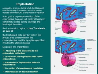 Implantation an adaptive process, during which the blastocyst establishes very close contact with  the  uterine mucosa  ( endometrium )   of the  maternal organism main goal  is to  provid e  nutrition of the embryoblast because yolk material has been completely utilized during cleavage and blastocyst formation t he implantation  begins  on  day 7 and ends on day 13 the  trophoblast cells play  key role in  this proces, they differentiate in the  cytotrophoblast  and the  syncytiotrophoblast invading the uterine mucosa Staging of the implantation: Attaching of the blastocyst to the endometrial epithelium  Invasion of the trophoblast cells in the endometrium Reparation of implantation defect in endometrium Formation of uteroplacental circulation Manifestation of decidual reaction 