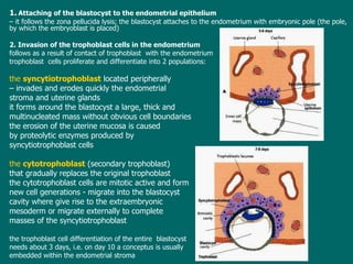 1.   Attaching of the blastocyst to the endometrial epithelium   –  it follows the zona pellucida lysis; the blastocyst attaches to the endometrium with embryonic pole (the pole ,   by which  the embryoblast is placed) 2. Invasion of the trophoblast cells in the endometrium follows as a result of  contact  of trophoblast  with the endometrium trophoblast  cells proliferate and differentiate into 2  populations : the  syncytiotrophoblast  located peripherally   –  invades  and erodes  quick ly  the endometrial  stroma and uterine glands  it  forms  around the blastocyst  a large, thick and  multinucleated mass without obvious cell boundaries t he erosion of the uterine mucosa  is caused  by  proteolytic enzymes produced by  syncytiotrophoblast  cells the  cytotrophoblast  (secondary trophoblast)  that gradually replaces the original trophoblast t he  cyto trophoblast cells are mitotic active and form  new cell generations  -  migrate into the blastocyst cavity where give rise to the extraembryonic  mesoderm  or migrate externally to  complete  masses of the syncytiotrophoblast t he trophoblast cell differentiation of the  entire  blastocyst  needs about 3 days, i.e.  on  day  10  a conceptus is  usually  embedded within the endometrial stroma 