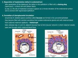 3.   Reparation of implantation defect in endometrium after penetration of  the blastocyst, the defect in the epithelium is filled with a  closing plug  (operculum)  –  a blood clot and cellular debris b y day 12, the site of implanted conceptus appears as a minute elevation of the endometrial surface  and is covered with  regenerated epithelium 4. Formation of uteroplacental circulation around  day 9, isolated spaces (cavities) called  lacunae   are formed  in the syncytiotrophoblast they  become filled with nutrition secretions from eroded endometrial glands and with maternal blood  from ruptured maternal capillaries  –   histiotroph later,   b etween day 11 and 13, adjacent lacunae fuse  to  form lacunar network in which maternal vessels open and through which maternal blood flows 