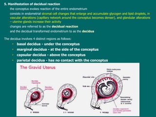 5. Manifestation of decidual reaction the  conceptus evokes reaction of the  entire  endometrium consists in endometrial  stromal cell changes  that  enlarge and accumulate glycogen and lipid droplets,  in  vascular alterations (capillary network around the conceptus becomes denser), and glandular alterations  – uterine  glands increase their activity changes are referred to as the  decidual reaction   and  the  decidual transformed endometrium to as  the   decidua The decidua involves 4 distinct regions as follows: basal decidua - under the conceptus marginal decidua - at the side of the conceptus capsular decidua - above the conceptus parietal decidua - has no contact with the conceptus 