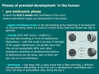 Phases of  prenatal development  in the human pre-embryonic phase   involves  the  first 3 weeks  after fertilization  of the ovum several well-defined stages are distinguished in this phase: -  zygote (fertilized ovum)   =  the cell standing at the beginning of  development of  a human being; there is a result of a fusion of the male and female sex cells or gametes - morula   ( from latin morus – mulberry ) =   the solid ball consisting of 12 to 16 blastomeres  blastomeres = cells that result in process of cleavage  of the zygote , b lastomeres  are  genetic equal  and   they do not substantially differ each other ,  prospective properties  or  developmental potency   of blastomeres are the same, each of them can  give rise to a new individuum - blastocyst   =  the stage with a cavity inside that is filled with fluid ,  2 different cell populations  differentiate  at the first time  in development : trophoblast cells + inner cell mass or embryoblast cells , during the day 5 