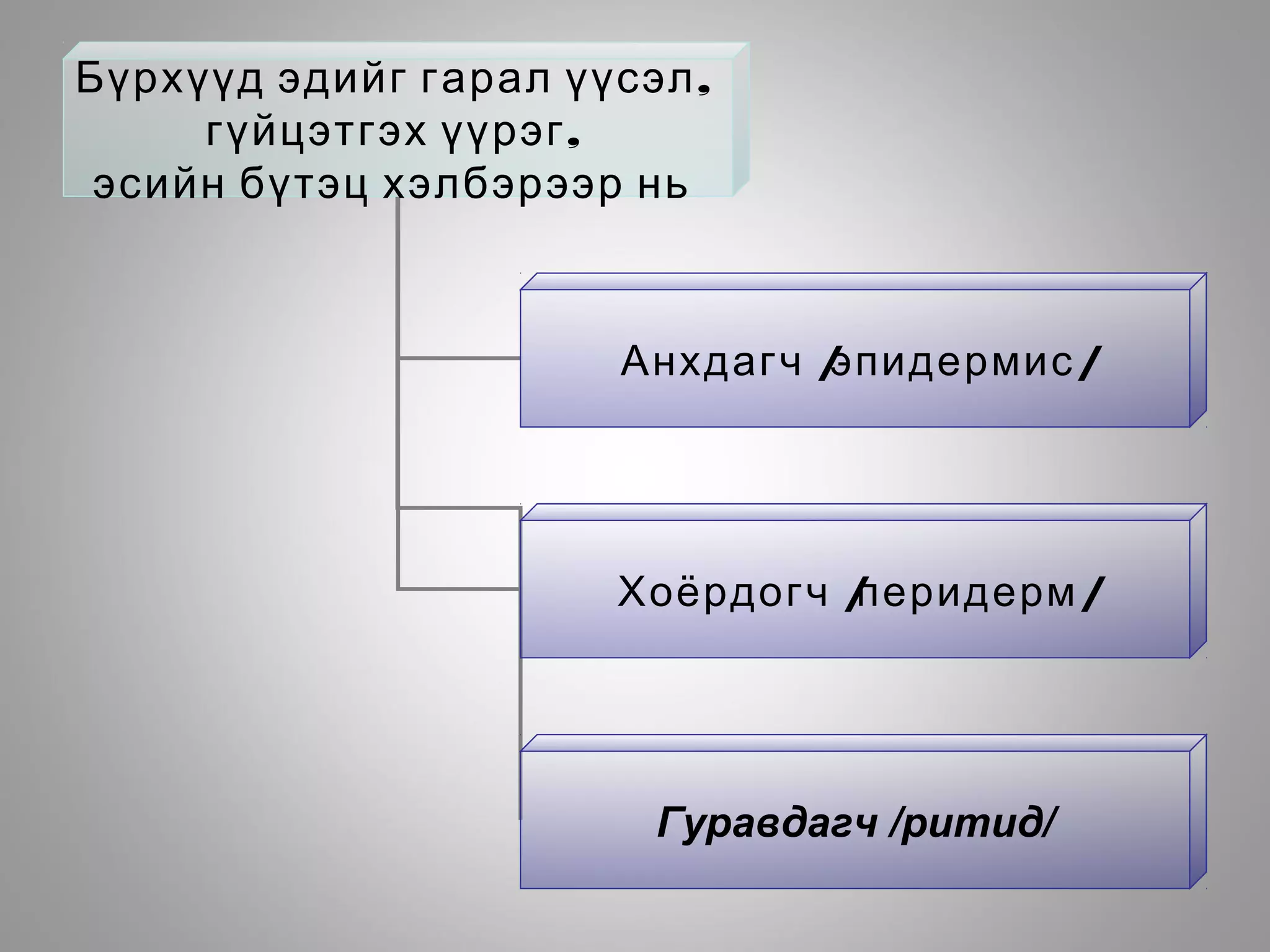 ,Бүрхүүд эдийг гарал үүсэл
,гүйцэтгэх үүрэг
эсийн бүтэц хэлбэрээр нь
Анхдагч /эпидермис/
Хоёрдогч /перидерм/
Гуравдагч /ритид/
 