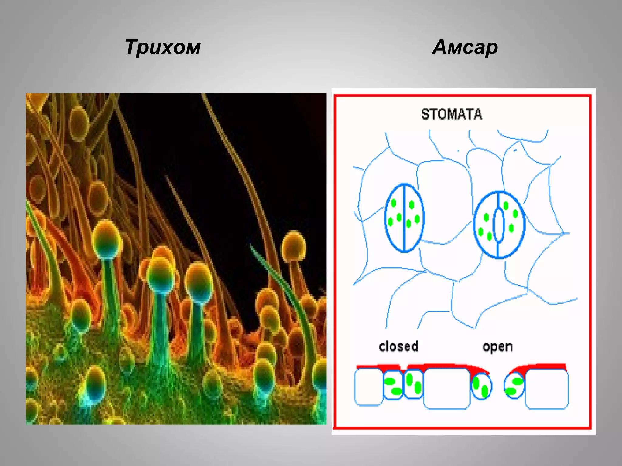 Трихом Амсар
 