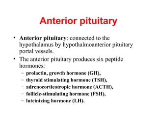 Anterior pituitary
• Anterior pituitary: connected to the
hypothalamus by hypothalmoanterior pituitary
portal vessels.
• The anterior pituitary produces six peptide
hormones:
–
–
–
–
–

prolactin, growth hormone (GH),
thyroid stimulating hormone (TSH),
adrenocorticotropic hormone (ACTH),
follicle-stimulating hormone (FSH),
luteinizing hormone (LH).

 