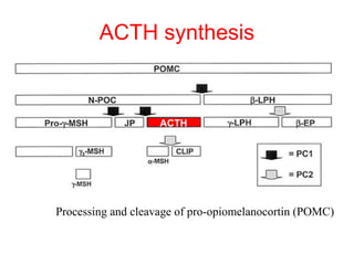 ACTH synthesis

ACTH

Processing and cleavage of pro-opiomelanocortin (POMC)

 