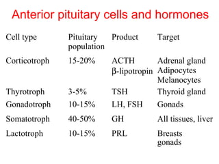 Anterior pituitary cells and hormones
Cell type

Pituitary
Product
population

Target

Corticotroph

15-20%

Thyrotroph
Gonadotroph

3-5%
10-15%

ACTH
Adrenal gland
β-lipotropin Adipocytes
Melanocytes
TSH
Thyroid gland
LH, FSH
Gonads

Somatotroph

40-50%

GH

All tissues, liver

Lactotroph

10-15%

PRL

Breasts
gonads

 