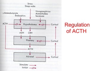 Regulation
of ACTH

 