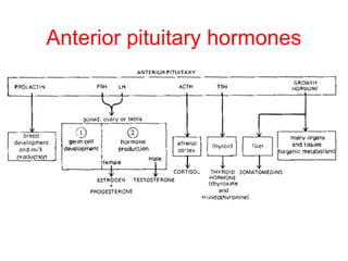 Anterior pituitary hormones

 