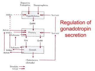 Regulation of
gonadotropin
secretion

 
