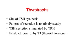 Thyrotrophs
•
•
•
•

Site of TSH synthesis
Pattern of secretion is relatively steady
TSH secretion stimulated by TRH
Feedback control by T3 (thyroid hormone)

 