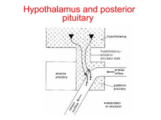 Hypothalamus and posterior
pituitary

 