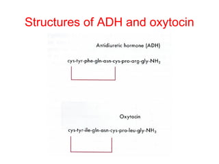 Structures of ADH and oxytocin

 