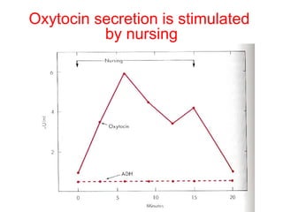 Oxytocin secretion is stimulated
by nursing

 