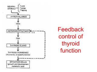 Feedback
control of
thyroid
function

 