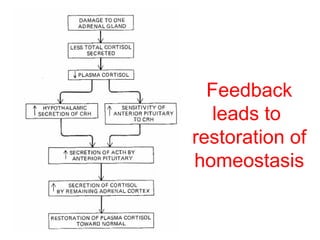 Feedback
leads to
restoration of
homeostasis

 