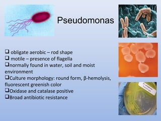 Pseudomonas 
 obligate aerobic – rod shape 
 motile – presence of flagella 
normally found in water, soil and moist 
environment 
Culture morphology: round form, β-hemolysis, 
fluorescent greenish color 
Oxidase and catalase positive 
Broad antibiotic resistance 
 