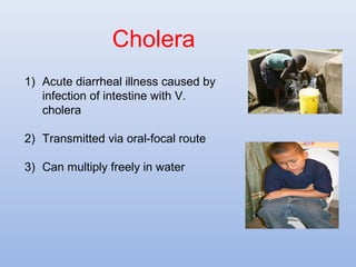 Cholera 
1) Acute diarrheal illness caused by 
infection of intestine with V. 
cholera 
2) Transmitted via oral-focal route 
3) Can multiply freely in water 
 