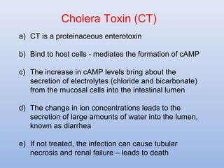 Cholera Toxin (CT) 
a) CT is a proteinaceous enterotoxin 
b) Bind to host cells - mediates the formation of cAMP 
c) The increase in cAMP levels bring about the 
secretion of electrolytes (chloride and bicarbonate) 
from the mucosal cells into the intestinal lumen 
d) The change in ion concentrations leads to the 
secretion of large amounts of water into the lumen, 
known as diarrhea 
e) If not treated, the infection can cause tubular 
necrosis and renal failure – leads to death 
 