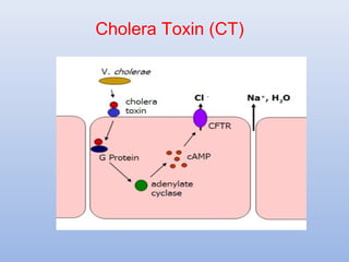 Cholera Toxin (CT) 
 