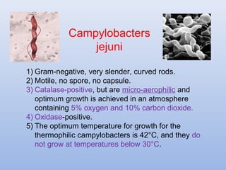 Campylobacters 
jejuni 
1) Gram-negative, very slender, curved rods. 
2) Motile, no spore, no capsule. 
3) Catalase-positive, but are micro-aerophilic and 
optimum growth is achieved in an atmosphere 
containing 5% oxygen and 10% carbon dioxide. 
4) Oxidase-positive. 
5) The optimum temperature for growth for the 
thermophilic campylobacters is 42°C, and they do 
not grow at temperatures below 30°C. 
 