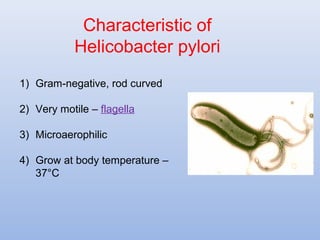 Characteristic of 
Helicobacter pylori 
1) Gram-negative, rod curved 
2) Very motile – flagella 
3) Microaerophilic 
4) Grow at body temperature – 
37°C 
 