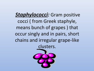 Staphylococci: Gram positive 
cocci ( from Greek staphyle, 
means bunch of grapes ) that 
occur singly and in pairs, short 
chains and irregular grape-like 
clusters. 
 