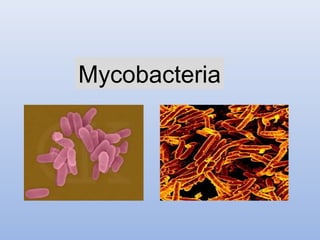 Mycobacteria 
 