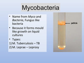 Mycobacteria 
• Name from Myco and 
Bacteria, Fungus like 
bacteria 
• Because it forms mould 
like growth on liquid 
cultures 
• Types: 
1) M. Tuberculosis – TB 
2) M. Leprae – Leprosy 
 
