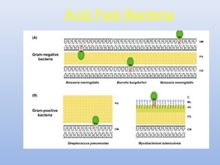 Acid Fast Bacteria 
 