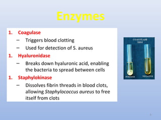 Enzymes 
1. Coagulase 
– Triggers blood clotting 
– Used for detection of S. aureus 
1. Hyaluronidase 
– Breaks down hyaluronic acid, enabling 
the bacteria to spread between cells 
1. Staphylokinase 
– Dissolves fibrin threads in blood clots, 
allowing Staphylococcus aureus to free 
itself from clots 
6 
 