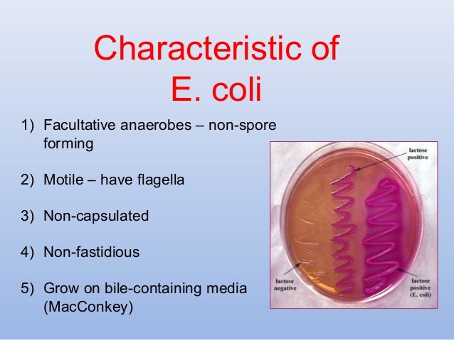 What are the characteristics of Escherichia coli bacteria?